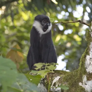 Le singe de L'Hoest (Cercopithecus lhoesti) assis sur le tronc d'un arbre, sanctuaire des marais Bigodi, Ouganda. Le singe de L'Hoest (Cercopithecus lhoesti) assis sur le tronc d'un arbre, sanctuaire des marais Bigodi, Ouganda.