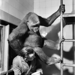 Il gorilla viene controllato dal custode del zoo nella sua gabbia. Luglio 1952 C5487-002