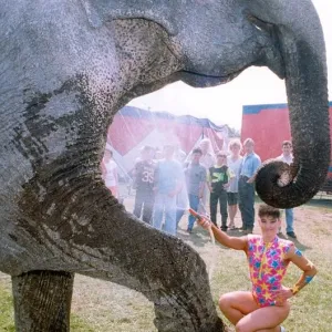 Una de las elefantes que se presentan en el Circo Chipperfields. Una de las elefantes que se presentan en el Circo Chipperfields.