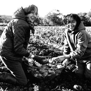 Ces enfants sont à la cueillette de pommes de terre ou au bashing de pommes de terre comme on les appelle parfois. Ces enfants sont à la cueillette de pommes de terre ou au bashing de pommes de terre comme on les appelle parfois.