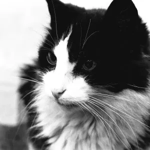 Smokey el gato, a los 19 años ha defraudado la naturaleza y empezó a crecer tres nuevos dientes. Smokey el gato, a los 19 años ha defraudado la naturaleza y empezó a crecer tres nuevos dientes.