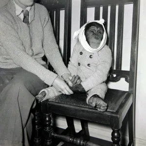 Johnny el chimpancé con una venda alrededor de su cabeza mientras se recupera de un viaje a. Johnny el chimpancé con una venda alrededor de su cabeza mientras se recupera de un viaje a.