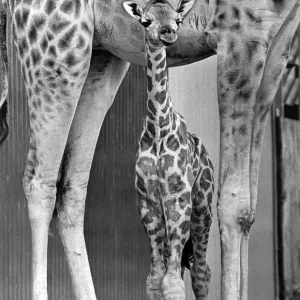 A Baby Giraffe Print - Motherly Protection A Baby Giraffe Print - Motherly Protection