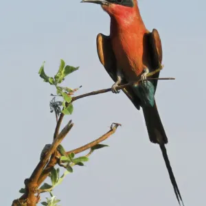 Carmine Bee-eater Print, Namibia Carmine Bee-eater Print, Namibia