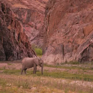 Kaokoveld Elephant Print, Namibia
