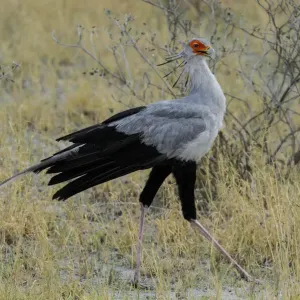 Secretarybird Print, Namibia Secretarybird Print, Namibia