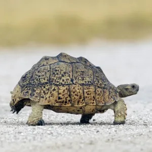 African Spurred Tortoise Print, Etosha National Park, Namibia African Spurred Tortoise Print, Etosha National Park, Namibia