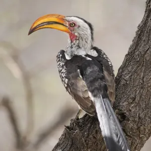 Southern Yellow-billed Hornbill Print, Etosha National Park, Namibia