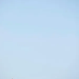 Giraffe Family Print in Namibian Desert Landscape Giraffe Family Print in Namibian Desert Landscape