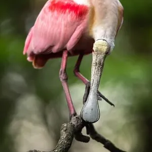 Roseate Spoonbill Print Roseate Spoonbill Print