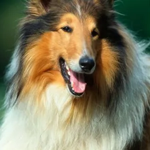 Rough Collie Print Rough Collie Print