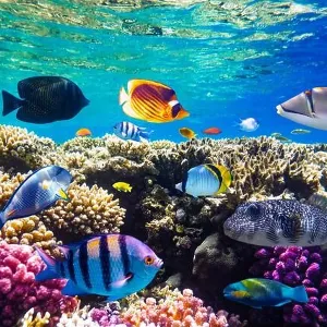 Red Sea Coral Reef Tropical Fish Print Red Sea Coral Reef Tropical Fish Print