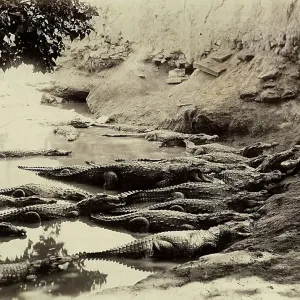 A group of crocodiles resting in a swamp in Karachi, Pakistan A group of crocodiles resting in a swamp in Karachi, Pakistan
