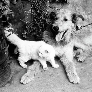 The image shows a dog on a leash, sitting on the ground with a white cat The image shows a dog on a leash, sitting on the ground with a white cat