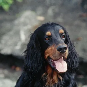 Closeup Gordon Setter Print