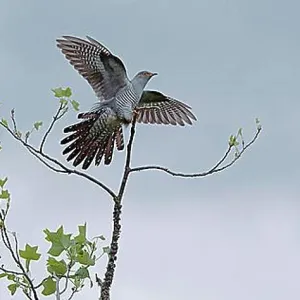 Common Cuckoo Print - Adult in Flight Landing on Branch Common Cuckoo Print - Adult in Flight Landing on Branch