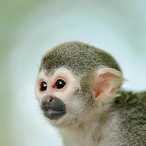 Common Squirrel Monkey Print, Captive Portrait Common Squirrel Monkey Print, Captive Portrait