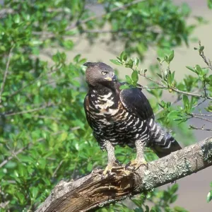 Crowned Eagle Print - Tree Perch in Natal, South Africa Crowned Eagle Print - Tree Perch in Natal, South Africa