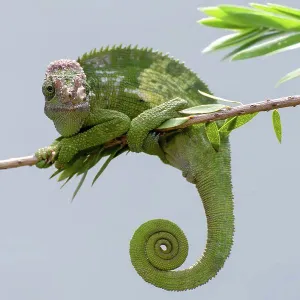 Fischer Chameleon Print Fischer Chameleon Print