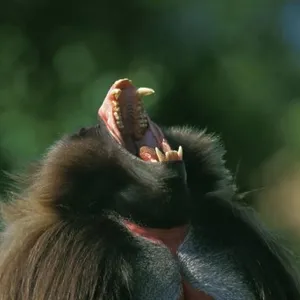 Gelada Baboon Print