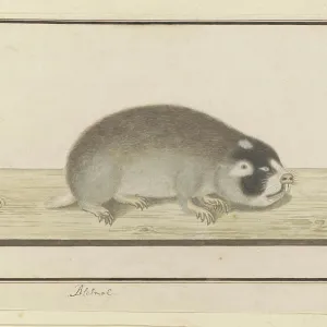 Georychus capensis Print Georychus capensis Print