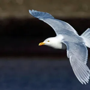 Glaucous Gull in Flight Print Glaucous Gull in Flight Print