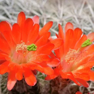 Liguria Cactus Garden Print Liguria Cactus Garden Print