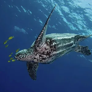 Leatherback Turtle Print Leatherback Turtle Print