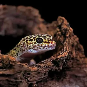 Leopard Gecko Print - Adult Portrait Leopard Gecko Print - Adult Portrait