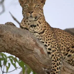 Leopard in Tree Print Leopard in Tree Print