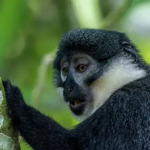 Le singe de L'Hoest ou singe des montagnes (Cercopithecus lhoesti). Le singe de L'Hoest ou singe des montagnes (Cercopithecus lhoesti).
