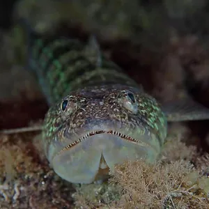 Lizardfish Print: Nighttime Image of Synodus saurus at Los Cancajos Lizardfish Print: Nighttime Image of Synodus saurus at Los Cancajos