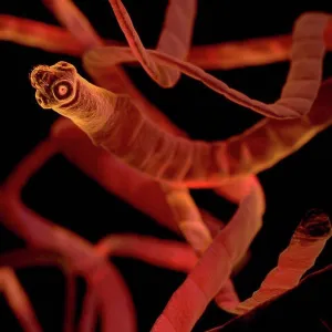 Tapeworms (Cestoda) Microscopic Print Tapeworms (Cestoda) Microscopic Print