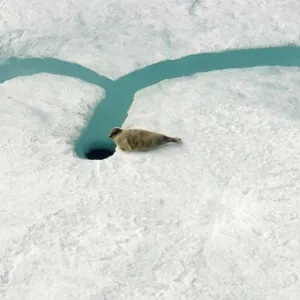 Ringed Seal Print on Pack Ice Ringed Seal Print on Pack Ice