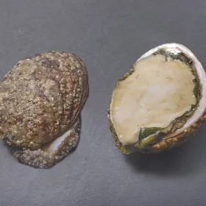 Abalone Shells on Dark Slate Print Abalone Shells on Dark Slate Print
