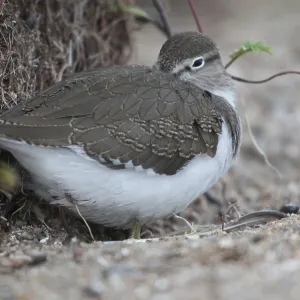 Common Sandpiper Print (Actitis hypoleucos) Common Sandpiper Print (Actitis hypoleucos)