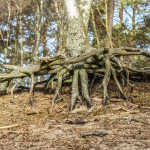 Aerial Roots in a Pine Tree Forest Print, Ystad, Sweden Aerial Roots in a Pine Tree Forest Print, Ystad, Sweden