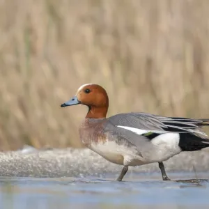 Anas Penelope Print - Male Anatidae Waterbird Anas Penelope Print - Male Anatidae Waterbird