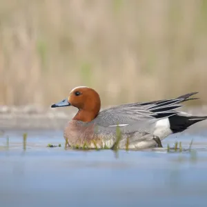 Anas Penelope Print - Anatidae Waterbird Anas Penelope Print - Anatidae Waterbird