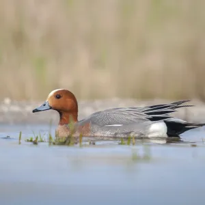 Anas Penelope Print - Anatidae Waterbird Anas Penelope Print - Anatidae Waterbird