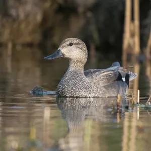 Anas Strepera Print - Gadwall Waterbird Anas Strepera Print - Gadwall Waterbird