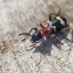 Thanasimus formicarius Print - Checkered Ant Beetle Thanasimus formicarius Print - Checkered Ant Beetle
