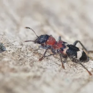 Thanasimus formicarius Print, Coleoptera Insect Thanasimus formicarius Print, Coleoptera Insect
