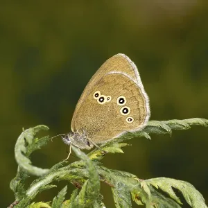 Aphantopus hyperantus, pájaro forestal marrón. Aphantopus hyperantus, pájaro forestal marrón.