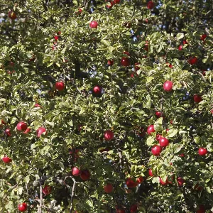 Arbol de manzana, Alemania. Arbol de manzana, Alemania.