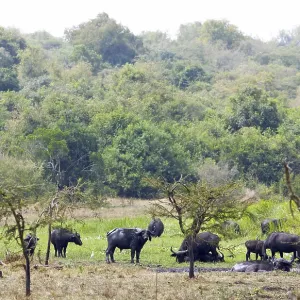 Arctic Buffalo Print, Akagera National Park, Rwanda Arctic Buffalo Print, Akagera National Park, Rwanda