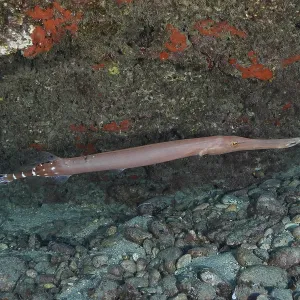 An Atlantic Cornetfish Swims Along a Rocky Seabed Print An Atlantic Cornetfish Swims Along a Rocky Seabed Print