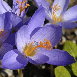 Autumn Crocus Print (Crocus pulchellus) Autumn Crocus Print (Crocus pulchellus)