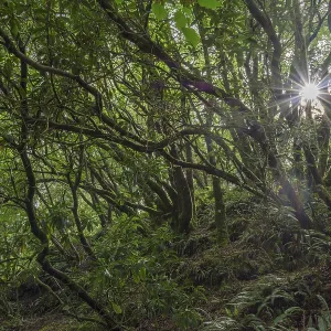 Backlight in Rhododendron Forest Print, Crarae Garden, Scotland