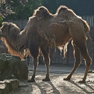 Camello bactriano (Camelus ferus) contra la luz. Camello bactriano (Camelus ferus) contra la luz.